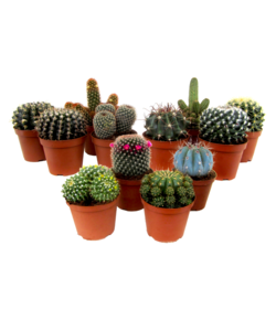 Mini Cactus Mix - 12-piece Mix - Real Cactus Plants - ø5,5cm - Height 5-10cm