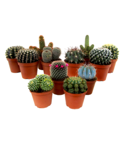 Mix Mini Kaktusów - Mieszanka 12 sztuk - ⌀5,5cm - Wysokość 5-10cm