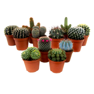 Mini Cactus Mix - 12-piece Mix - Real Cactus Plants - ø5,5cm - Height 5-10cm