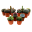 Cactus Minikaktus - Blanding af 12 - Kaktus - Stueplante - ø5,5cm - Højde 5-10cm