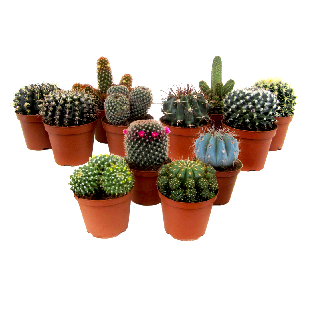 Rehausseur nomade et compact cactus. Très facile d'utilisation.