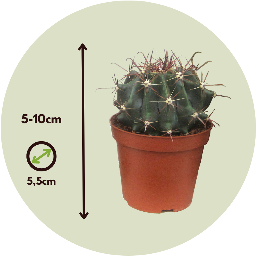 Cactus Mini Cactus Mix - Mini Kakteen - 12er Mix - Kaktus - Topf 5,5cm -  Höhe 5-10cm - FloraStore
