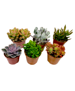 Mini-vetplanten - Mix van 6 stuks Vetplanten - Pot 5,5cm - Hoogte 5-10cm