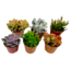 Succulenten Mini Succulent - Mélange de 6 - Pot 5,5cm - Hauteur 5-10cm