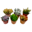 Succulenten Mini Succulente - Miscela di 6 Pezzi di Succulente - Vaso 5,5cm - Altezza 5-10cm