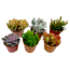 Succulenten Mini-vetplanten - Mix van 6 stuks Vetplanten - Pot 5,5cm - Hoogte 5-10cm