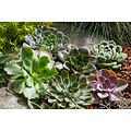 Plant in a Box - Miscela di Mini Succulente - Miscela di 6 Pezzi di  Succulente - Piante Vere - Decorative e Facili da Curare - Vaso 5,5cm -  Altezza 5