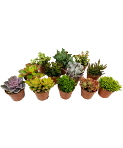 Mini Succulents - Mix of 12 pieces - ø5,5cm - Height 5-10 cm