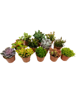 Mini-Vetplanten - Mix van 12 stuks - Pot 5,5cm - Hoogte 5-10 cm