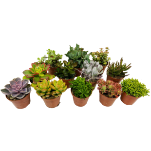 Mini Succulents - Mix of 12 pieces - ø5,5cm - Height 5-10 cm