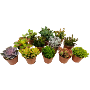 Succulentes - Mélange de 12 - Pot 5,5cm - Hauteur 5-10cm