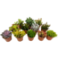Succulenten Mini sukkulenter - Blanding af 12 - Sukkulent - ø5,5cm - Højde 5-10cm