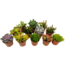 Succulenten Succulentes - Mélange de 12 - Pot 5,5cm - Hauteur 5-10cm