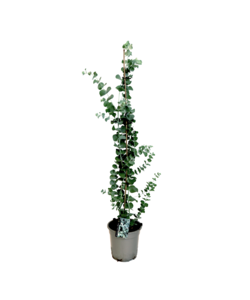 Eucalyptus Silver Dollar - Eucalipto Hardy - Maceta 19 cm - Altura 100-110cm