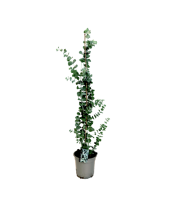 Eucalyptus Silver Dollar - Eucalipto Rustique - Vaso 19cm - Altezza 100-110cm