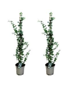 Eucalyptus Silver Dollar - Set of 2 - Eucalyptus - ø19cm - Height 100-110cm