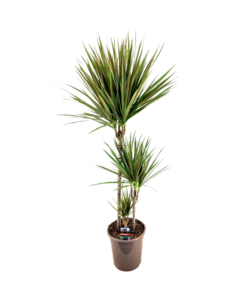 PIANTA DI DRACENA Dorado pianta vera ornamentale foglie variegate da  interno EUR 61,90 - PicClick IT