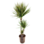 Dracaena 'Bicolor' drageblodstræ - Stueplante - ø24cm - Højde 110-130cm