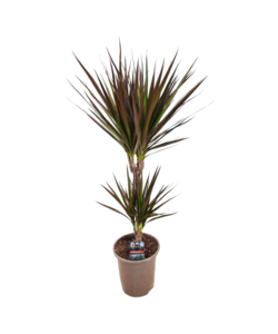 Dracaena Marginata Magenta - Dracaena Magenta - Pot de 17cm - Hauteur 70-80cm