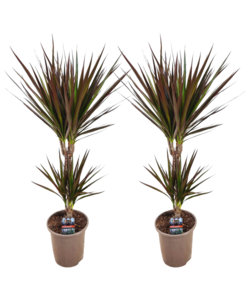 Dracaena Marginata Magenta - x2 - Dracaena Magenta - Pot 17cm - Hauteur 70-80cm