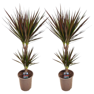 Dracaena Marginata Magenta - Set van 2 - Pot van 17cm - Hoogte 70-80cm