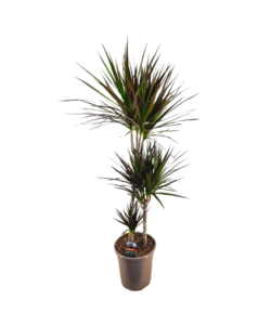 Dracaena Marginata Magenta - Dracaena Magenta - Pot de 24cm - Hauteur 110-130cm