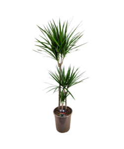 Dracaena Marginata - XL Drakenbloedboom - Top 24cm - Hoogte 110-130cm