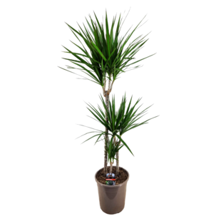 Dracaena Marginata - XL Dragon Tree - Indoor Plant - ø24cm - Height 110-130cm