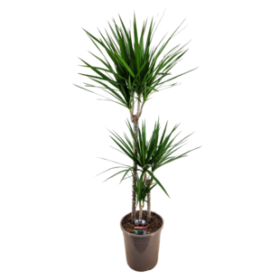 Dracaena Marginata - XL Drakenbloedboom - Top 24cm - Hoogte 110-130cm