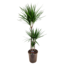 Dracaena Marginata - Dragonnier XL - Pot de 24cm - Hauteur de 110-130cm