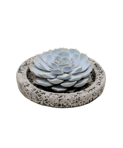 Echeveria Koala Bowl - vetplant/succulent op decoratieve schaal - Grijs - 20 cm