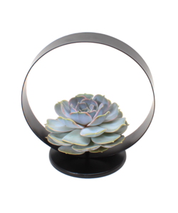 Echeveria Black Metal Ring - succulente dans un anneau décoratif - 20 cm - Noir