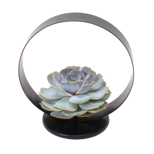 Echeveria Black Metal Ring - succulent in decoratieve metalen ring -20 cm Zwart