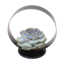 Echeveria Black Metal Ring - succulenta in anello decorativo di metallo - Nero