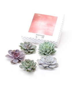 Echeveria DIY Mix 5 - cinq plantes succulentes à des fins décoratives - 7 cm