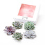 Echeveria DIY Mix 5 - five succulents for decorative purposes - 7 cm