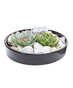 Echeveria Garden Mix Black - succulents on a decorative scale - Black - 20 cm