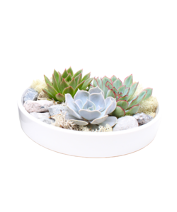 Echeveria Garden Mix White - succulentes à échelle décorative - Blanc - 20 cm