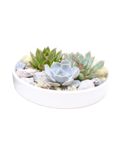 Echeveria Garden Mix White - vetplanten op decoratieve schaal - Wit - 20 cm