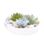 Echeveria Garden Mix - Suculentas a escala decorativa - Blanco - 20 cm