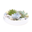 Echeveria Garden Mix White - succulents on a decorative scale - White - 20 cm