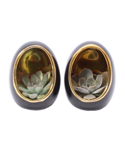 Echeveria in decoratief ei - Set van 2 - Hoogte 12 cm - Zwart, Goud