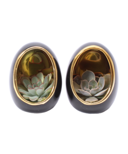 Echeveria in uovo decorativo - set da 2 - Altezza 12 cm - Nero, Oro
