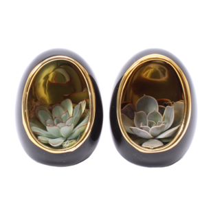 Echeveria in decorative egg - Set of 2 - Height 12cm - Black, Gold