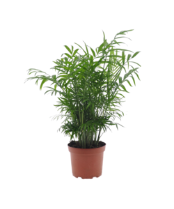 Mexicaanse dwergpalm - Compact groeiende groene palm - Pot 17cm - Hoogte 50-60cm