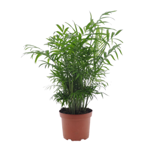 Mexicaanse dwergpalm - Compact groeiende groene palm - Pot 17cm - Hoogte 50-60cm