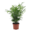 Mexicaanse dwergpalm - Compact groeiende groene palm - Pot 17cm - Hoogte 50-60cm