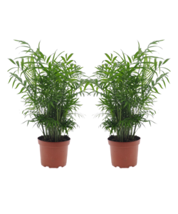 Chamaedorea elegans - Set de 2 - Pot de 17cm - Hauteur de 50-60cm