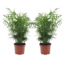 Chamaedorea elegans - Set de 2 - Pot de 17cm - Hauteur de 50-60cm