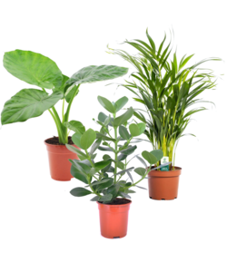 Grønne planter blanding - Blanding af 3 - Stueplante - ø17cm - Højde 50-70cm